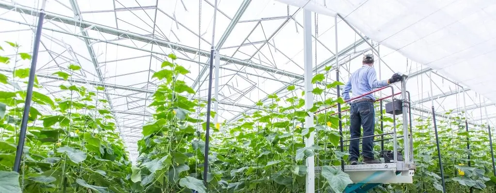 不列顛哥倫比亞省的商業農業 - 溫室