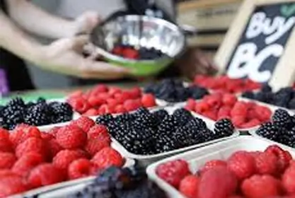 黑莓和覆盆子 - BC水果