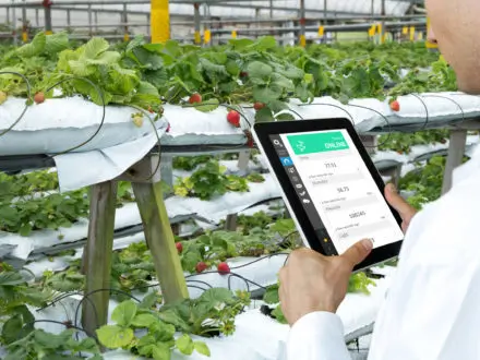 農業技術在行動 - 溫室中的平板電腦